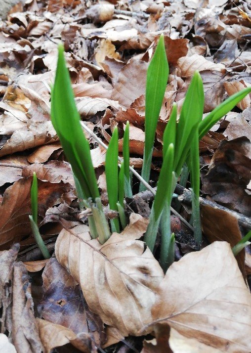 Vilde urter i skovbunden